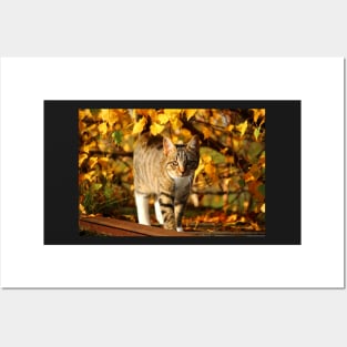 Cat in the Dry Leaves Posters and Art